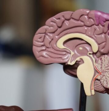 Decoding the Human Brain Navigation System: Unraveling the Mysteries of Spatial Cognition Human Brain Navigation System