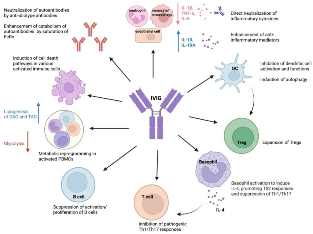 Immunomodulatory mechanisms of IVIG in autoimmune and inflammatory diseases. IVIG exerts its immunoregulatory effects on both innate and adaptive immune compartments.