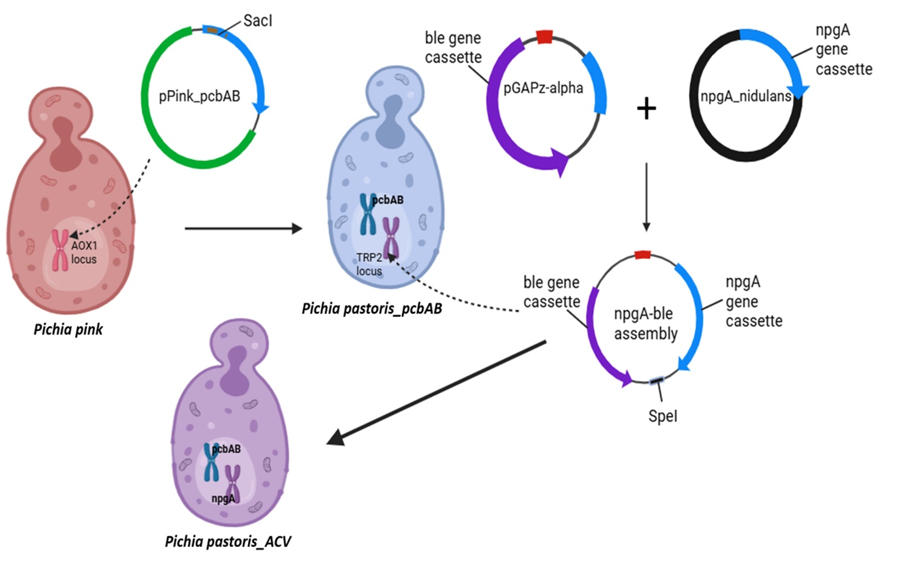 Building the antibiotic-precursor pathway into yeast