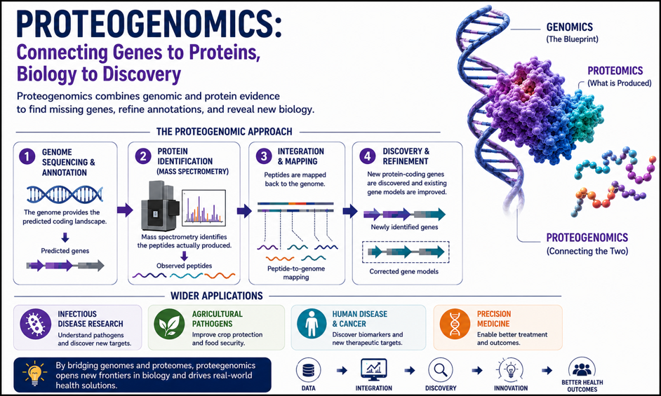 Proteogenomics: connecting genomic information with experimentally observed proteins. Proteogenomics integrates genome sequencing and annotation with mass-spectrometry-based proteomics to identify previously unrecognised protein-coding regions and refine existing gene models. By mapping experimentally observed peptides back to genomic sequences, the approach can provide evidence for proteins missed or incompletely represented by conventional genome annotation. Proteogenomic approaches have applications across diverse organisms, including parasites such as Leishmania, Trypanosoma and Entamoeba, as well as other infectious organisms, agricultural pathogens and human diseases.
