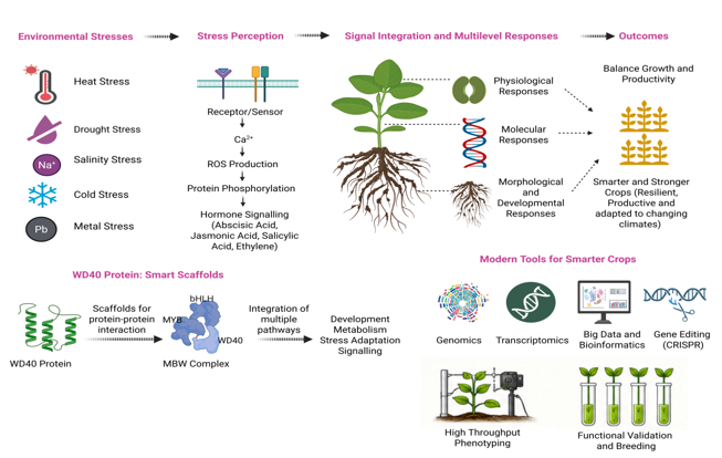Figure 1. WD40 proteins act as molecular scaffolds that integrate plant development, metabolism and stress signaling, coordinating physiological and molecular responses to environmental stress and supporting growth and productivity.