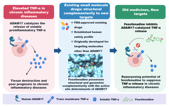 Figure 1. ADAM17 as a promising target for drug repurposing in inflammatory diseases. Elevated concentrations of the proinflammatory cytokine TNF-α mediates tissue destruction in chronic inflammatory diseases. Existing small molecule drugs (e.g. fexofenadine), originally developed to target molecules other than those in inflammatory response but with established safety in humans, possessing structural and geometric complementarity with the active site determinants of human ADAM17 could inhibit ADAM17-catalysed TNF-α release and be repurposed to treat TNF-driven inflammatory diseases.