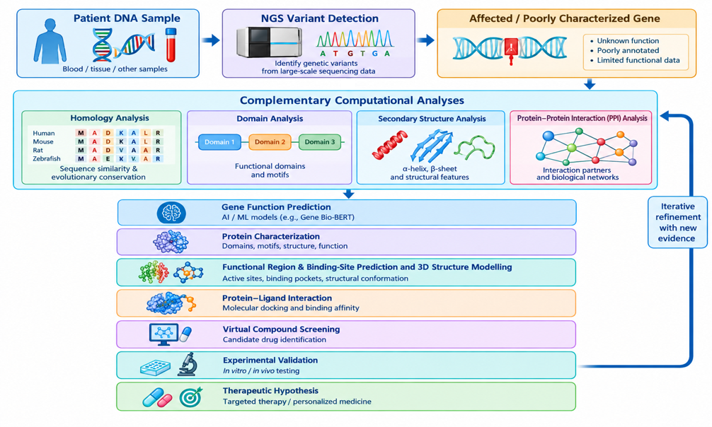 Figure 1. From Genomic Variation to Therapeutic Hypothesis. Figure 1 illustrates an integrated research pathway from genomic information and NGS variant detection to investigation of an affected or poorly characterized gene. Complementary computational analyses including homology, domain, secondary-structure, and protein–protein interaction (PPI) analysis will provide evidence for understanding gene and protein function. These insights can be extended through AI-based gene-function prediction, protein characterization, functional-region and binding-site prediction, 3D structure modelling, protein–ligand interaction analysis, and virtual compound screening. The resulting computational hypotheses require experimental validation before they can contribute to a therapeutic hypothesis. The figure represents a conceptual research pipeline rather than a strictly linear workflow; researchers may move iteratively between stages as new genomic, structural, interaction, and experimental evidence becomes available.